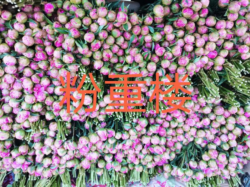 菏泽正宗观赏芍药～粉重楼/少女装/晴雯/包对版/包邮