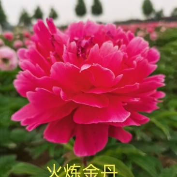 菏泽观赏芍药～火炼金丹/丽红/包对版/包邮