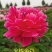 菏泽观赏芍药～火炼金丹/丽红/包对版/包邮