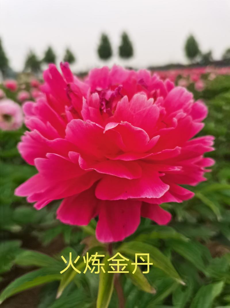 菏泽观赏芍药～火炼金丹/丽红/包对版/包邮