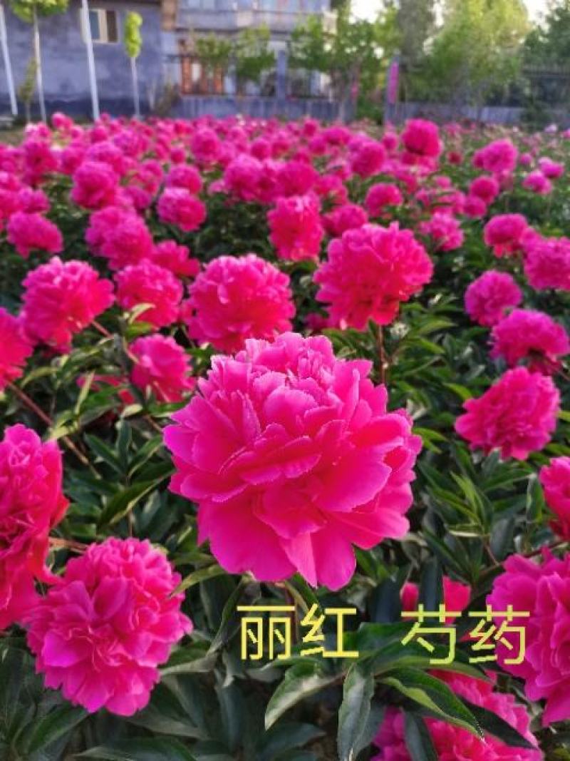 菏泽观赏芍药～火炼金丹/丽红/包对版/包邮
