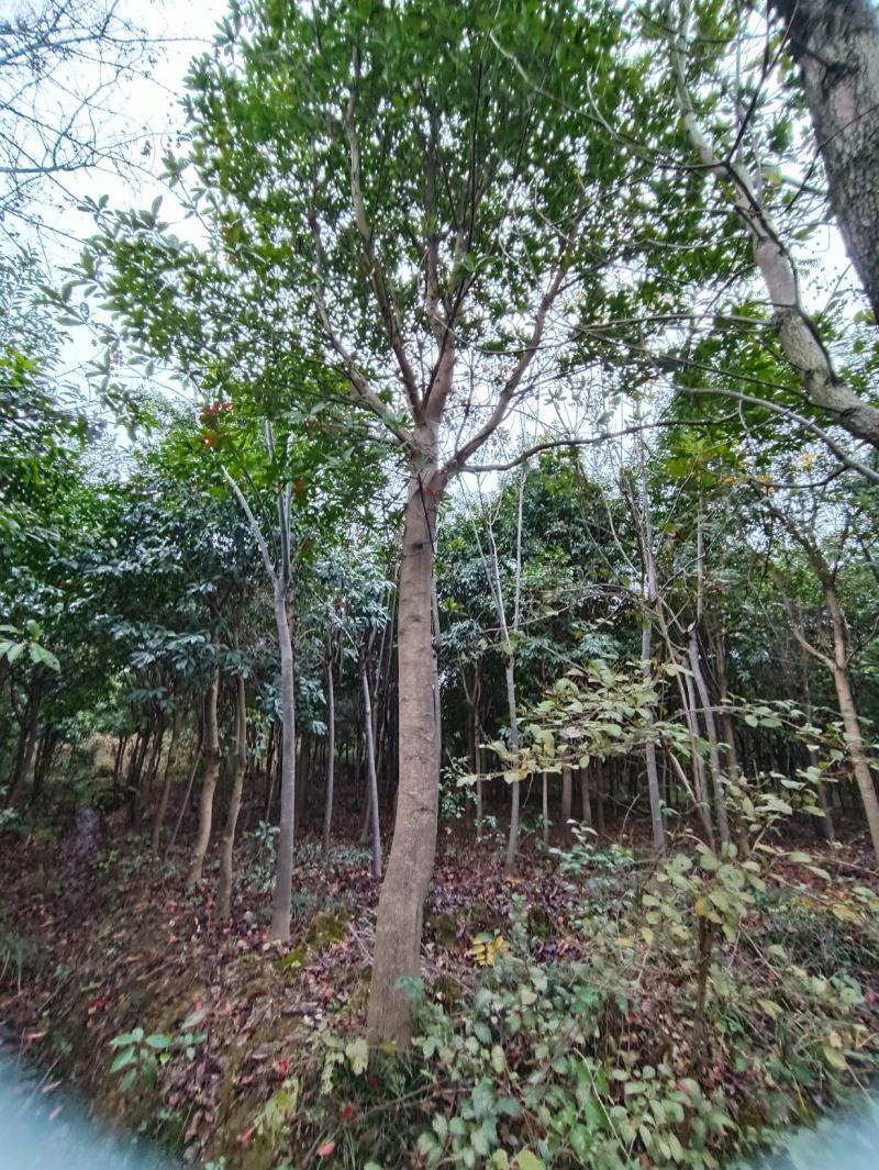 含笑乐昌含笑8一22公分基地苗欢迎任选