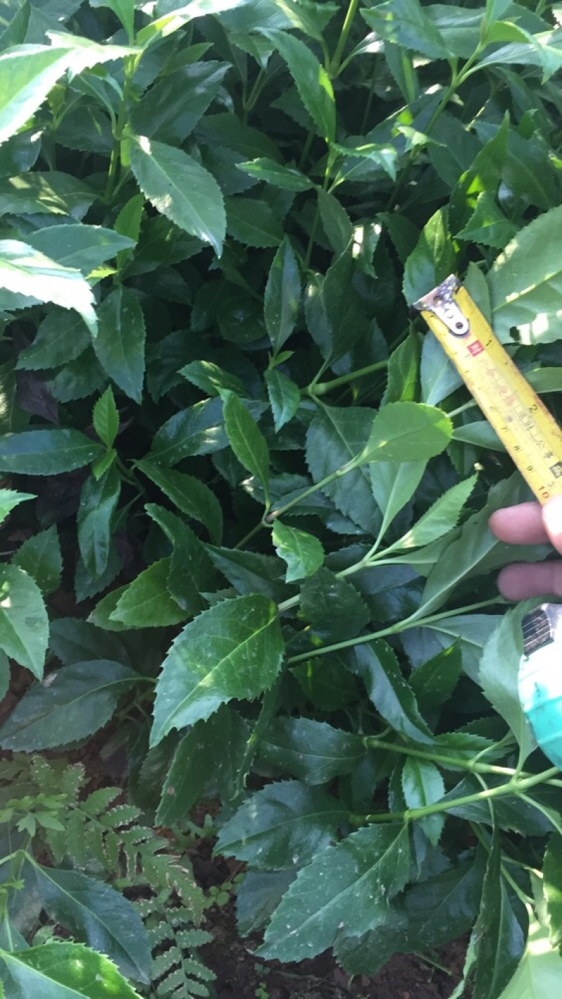 【热】精品草珊瑚苗，品质保证，量大从优，本着诚信经营物的
