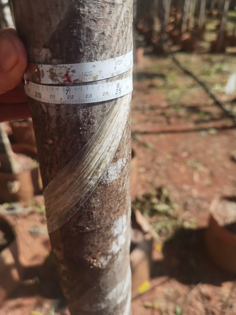 栾树袋苗，米径6一10分栾树袋苗，一手货源，