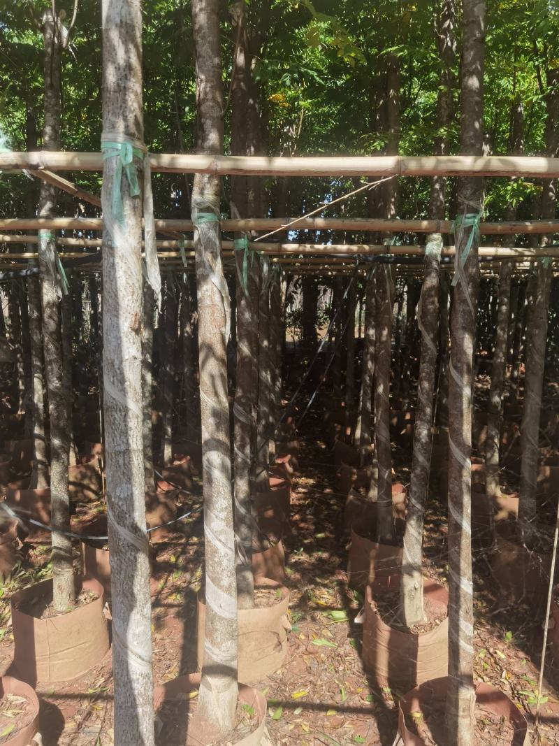栾树袋苗，米径6一10分栾树袋苗，一手货源，