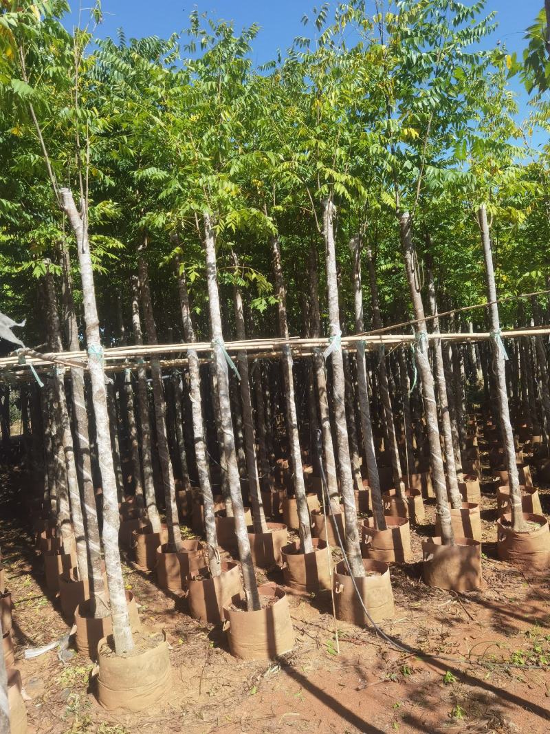 栾树袋苗，米径6一10分栾树袋苗，一手货源，