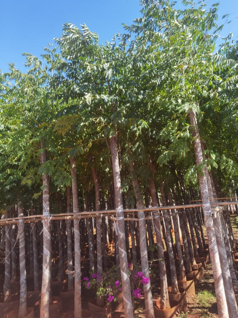 栾树袋苗，米径6一10分栾树袋苗，一手货源，