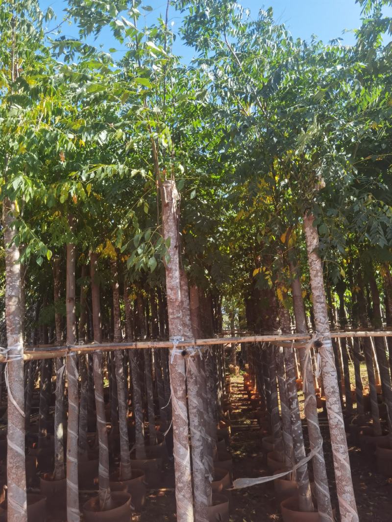 栾树袋苗，米径6一10分栾树袋苗，一手货源，