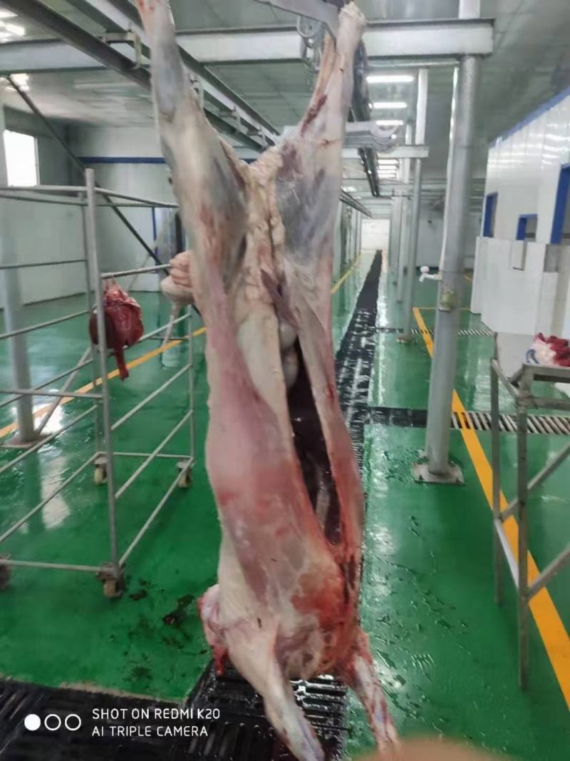 烤全羊，烧烤全羊，整羊，鲜羊肉，化冻即是鲜品