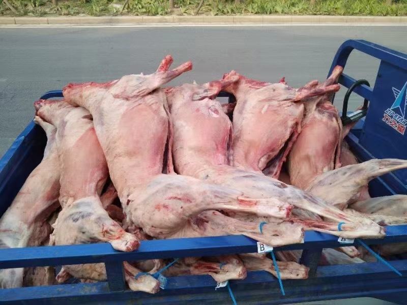 烤全羊，烧烤全羊，整羊，鲜羊肉，化冻即是鲜品