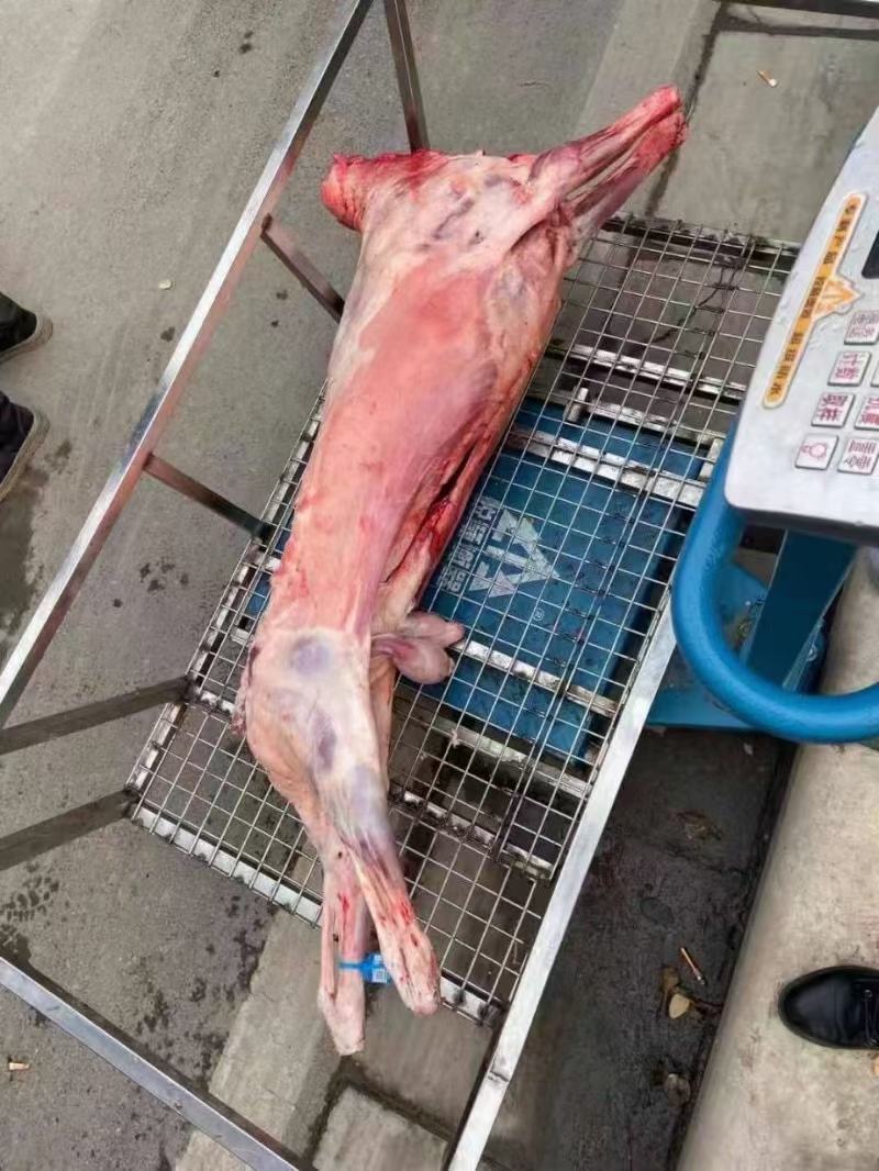烤全羊，烧烤全羊，整羊，鲜羊肉，化冻即是鲜品