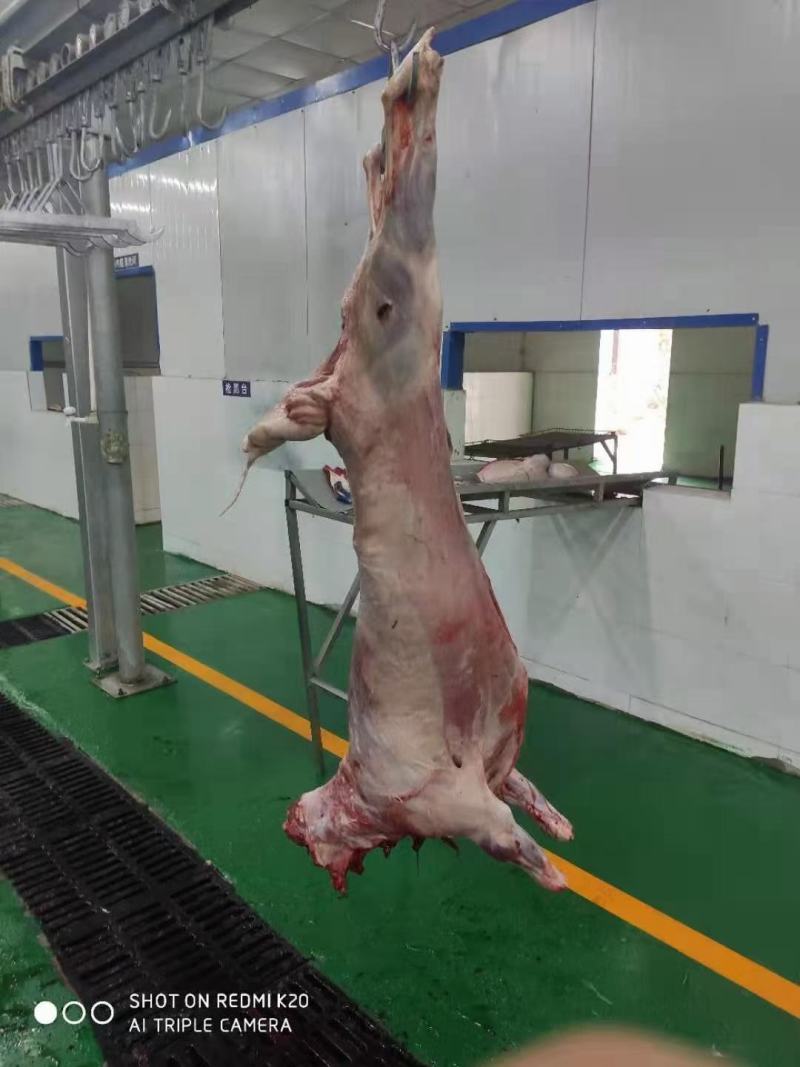 烤全羊，烧烤全羊，整羊，鲜羊肉，化冻即是鲜品