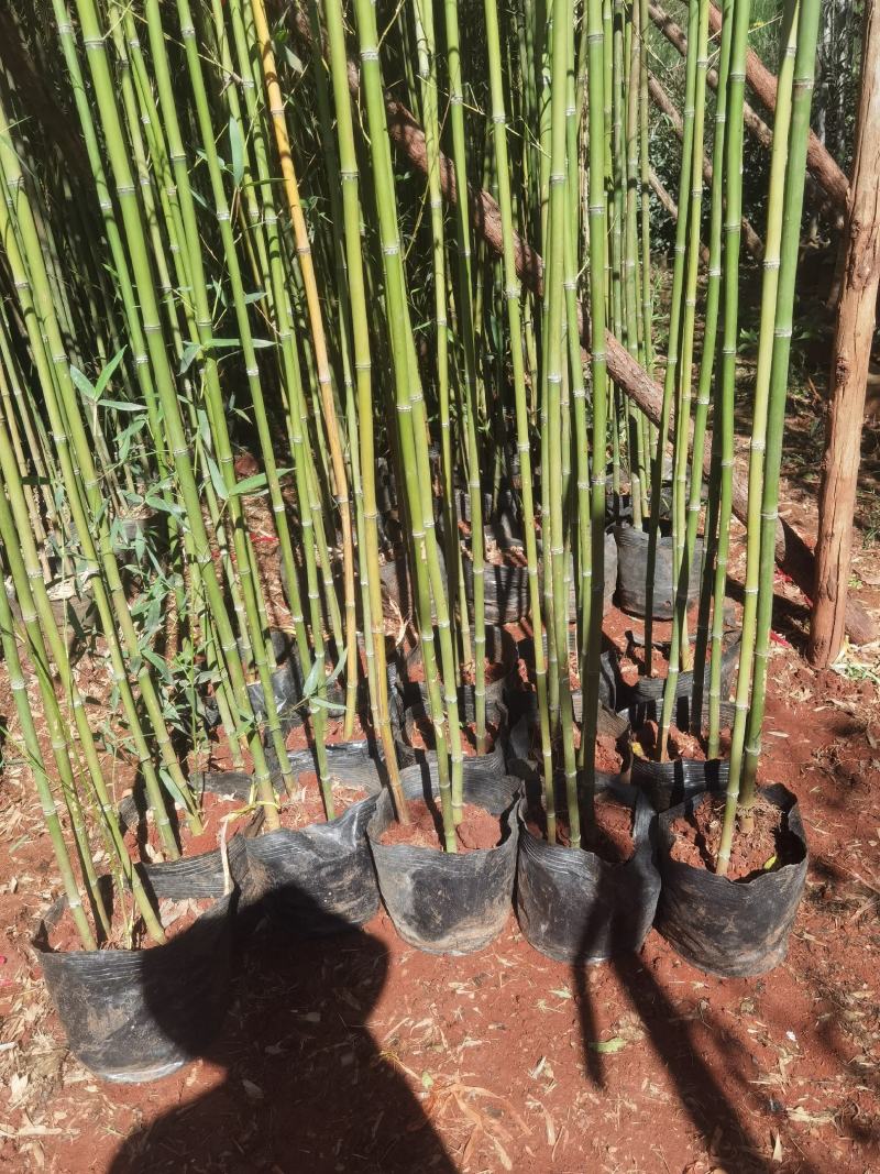 竹子，金竹袋苗，米径2一3分竹子，苗圃直销