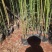 竹子，金竹袋苗，米径2一3分竹子，苗圃直销