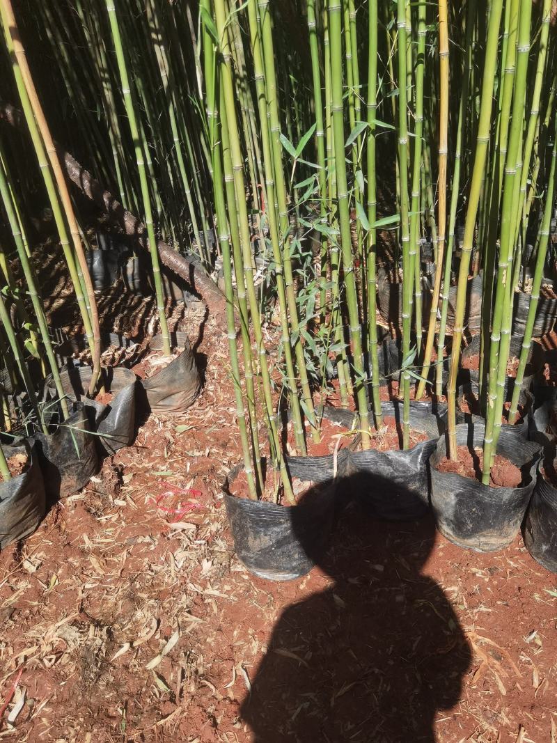 竹子，金竹袋苗，米径2一3分竹子，苗圃直销