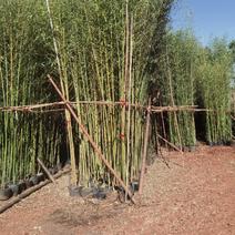 竹子，金竹袋苗，米径2一3分竹子，苗圃直销