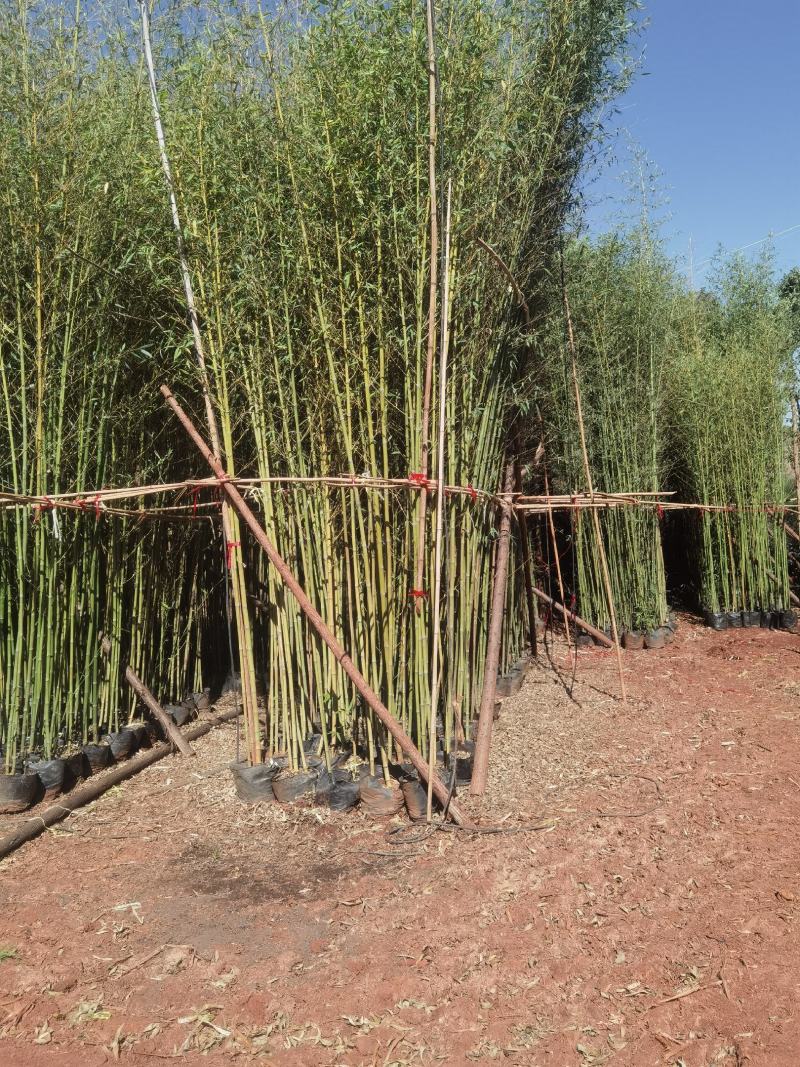 竹子，金竹袋苗，米径2一3分竹子，苗圃直销