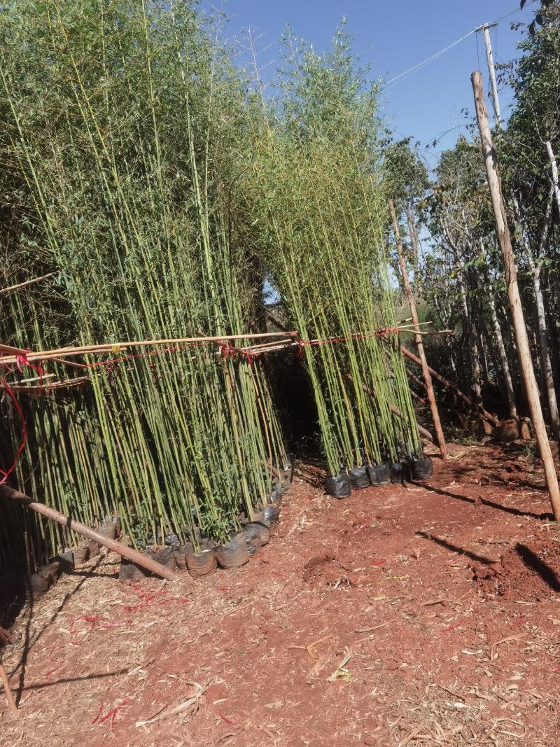 竹子，金竹袋苗，米径2一3分竹子，苗圃直销