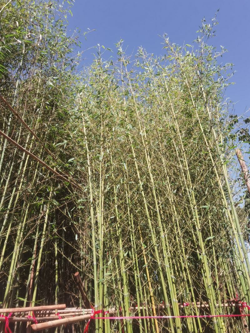 竹子，金竹袋苗，米径2一3分竹子，苗圃直销