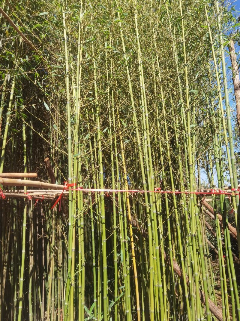 竹子，金竹袋苗，米径2一3分竹子，苗圃直销