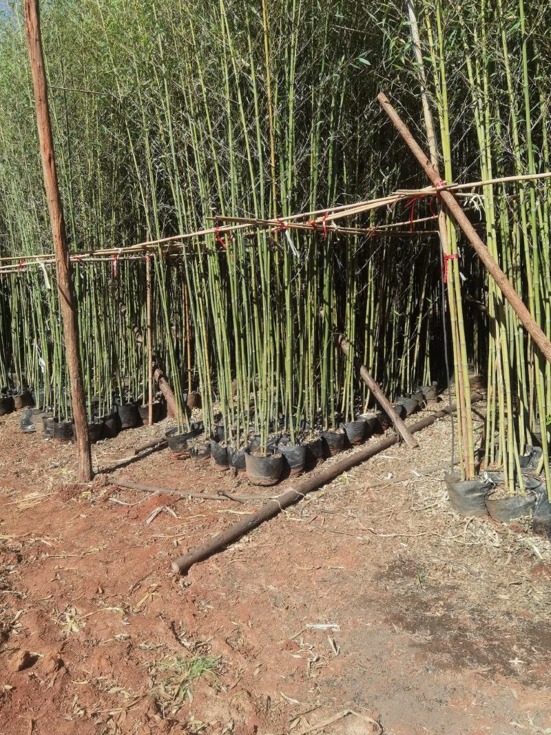 竹子，金竹袋苗，米径2一3分竹子，苗圃直销
