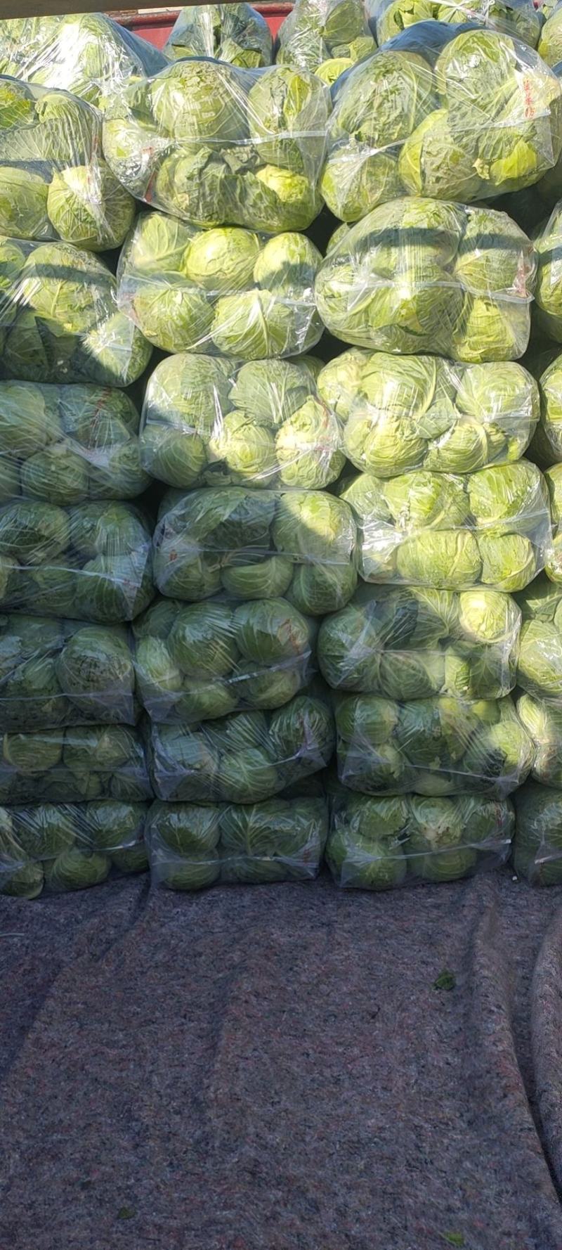 热卖中甘蓝大量上市，品种全物美价廉一手货源欢迎电话联系。