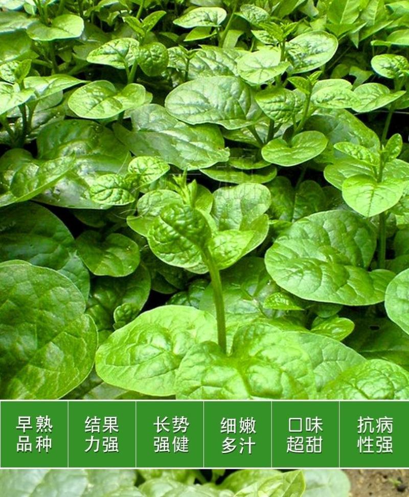 大叶木耳菜种子500克