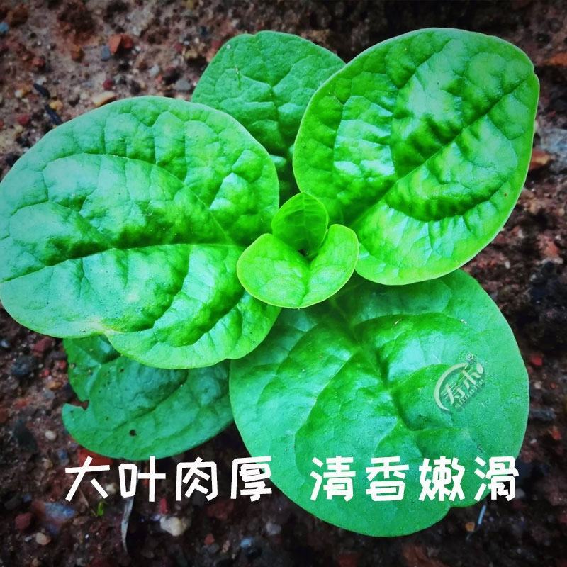 大叶木耳菜种子500克