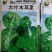 大叶木耳菜种子500克
