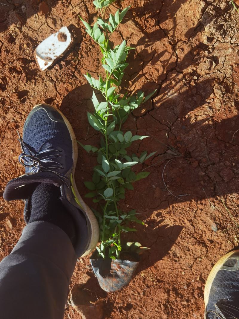 蔷薇小杯苗，云南昆明苗圃直销，蔷薇一手货源