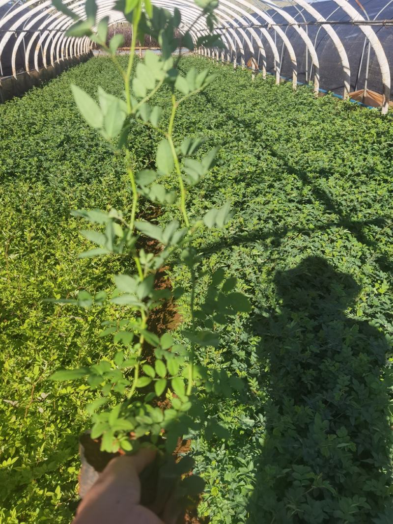 蔷薇小杯苗，云南昆明苗圃直销，蔷薇一手货源