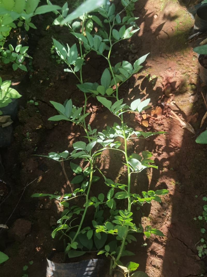 蔷薇小杯苗，云南昆明苗圃直销，蔷薇一手货源
