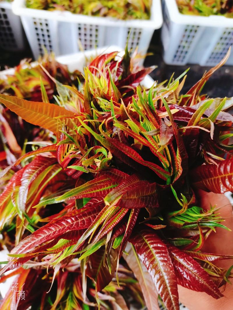 云南露天.新鲜红油香椿.红油香椿芽.产地直销。口感香嫩！