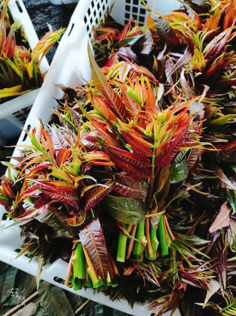 云南露天.新鲜红油香椿.红油香椿芽.产地直销。口感香嫩！
