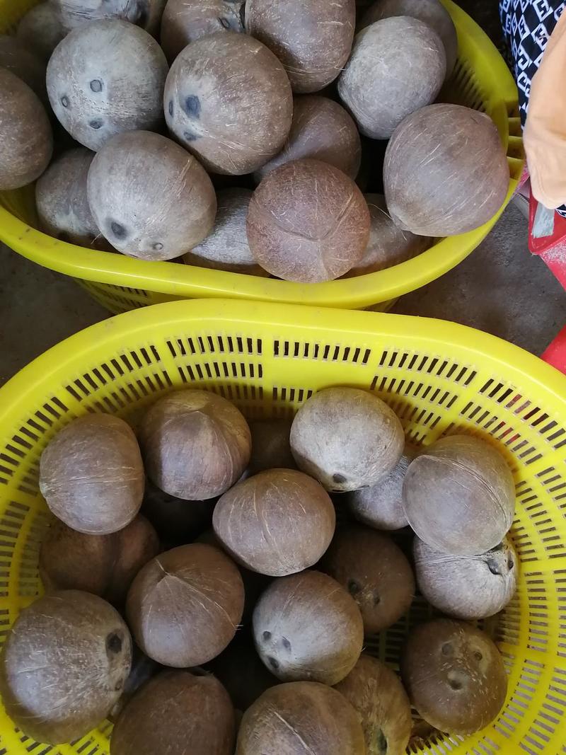 热销椰子椰皇，厂家批发，只打磨不抛光的，一年四季供货