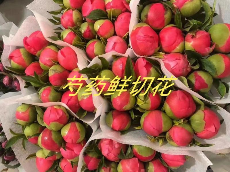 菏泽进口观赏芍药～珊瑚落日/红色魅力/公爵夫人/包邮