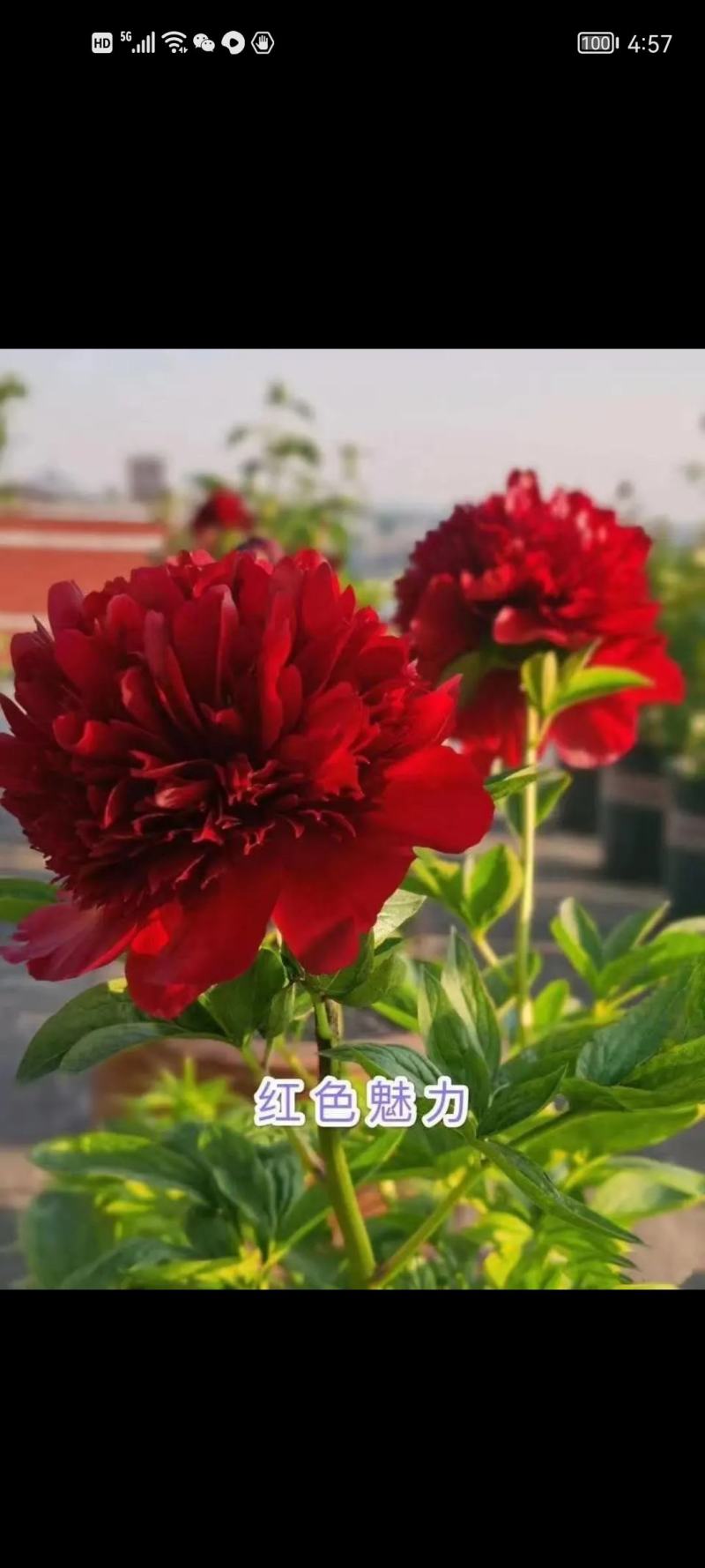 菏泽进口观赏芍药～珊瑚落日/红色魅力/公爵夫人/包邮