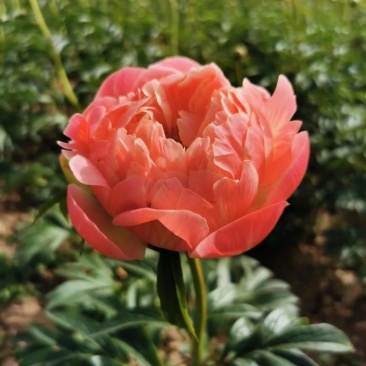 菏泽进口观赏芍药～珊瑚落日/红色魅力/公爵夫人/包邮