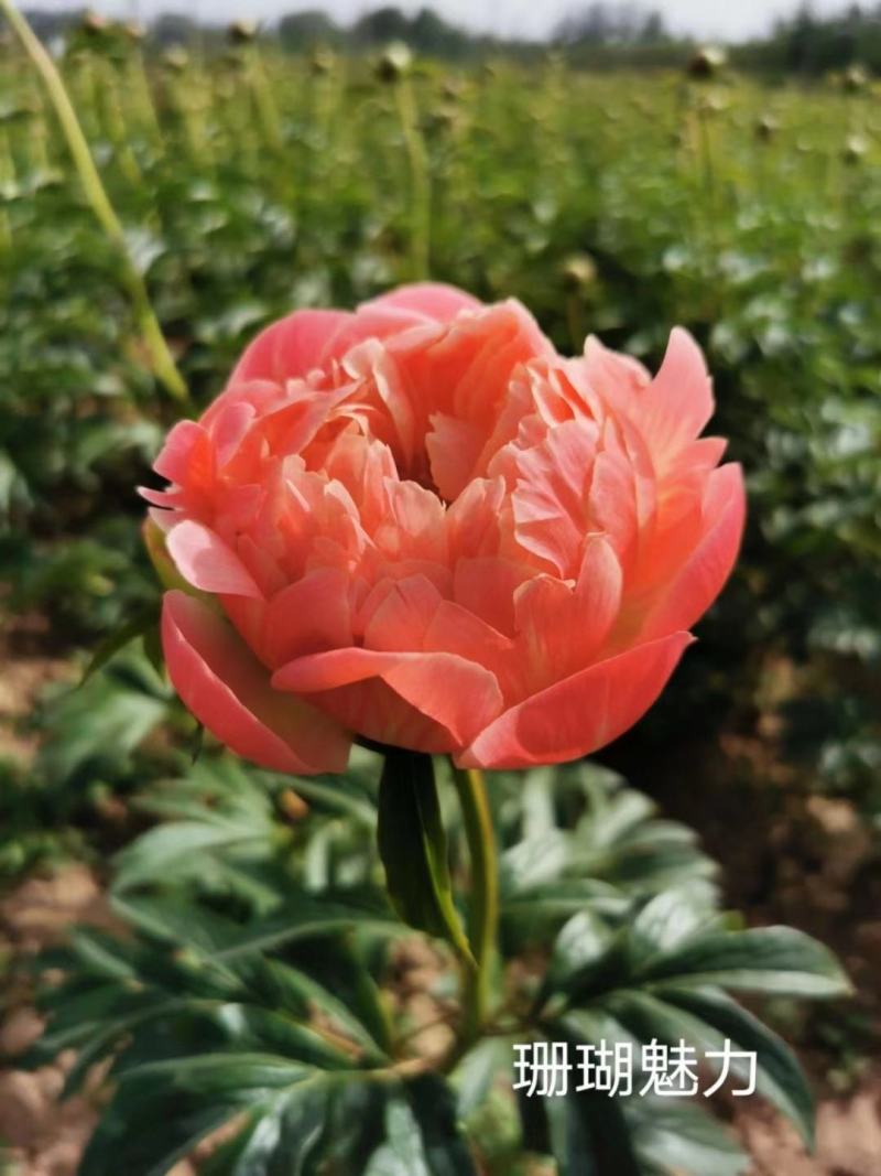 菏泽进口观赏芍药～珊瑚落日/红色魅力/公爵夫人/包邮