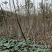 河南鑫源苗木基地长年大量供应核桃树1~8公分。