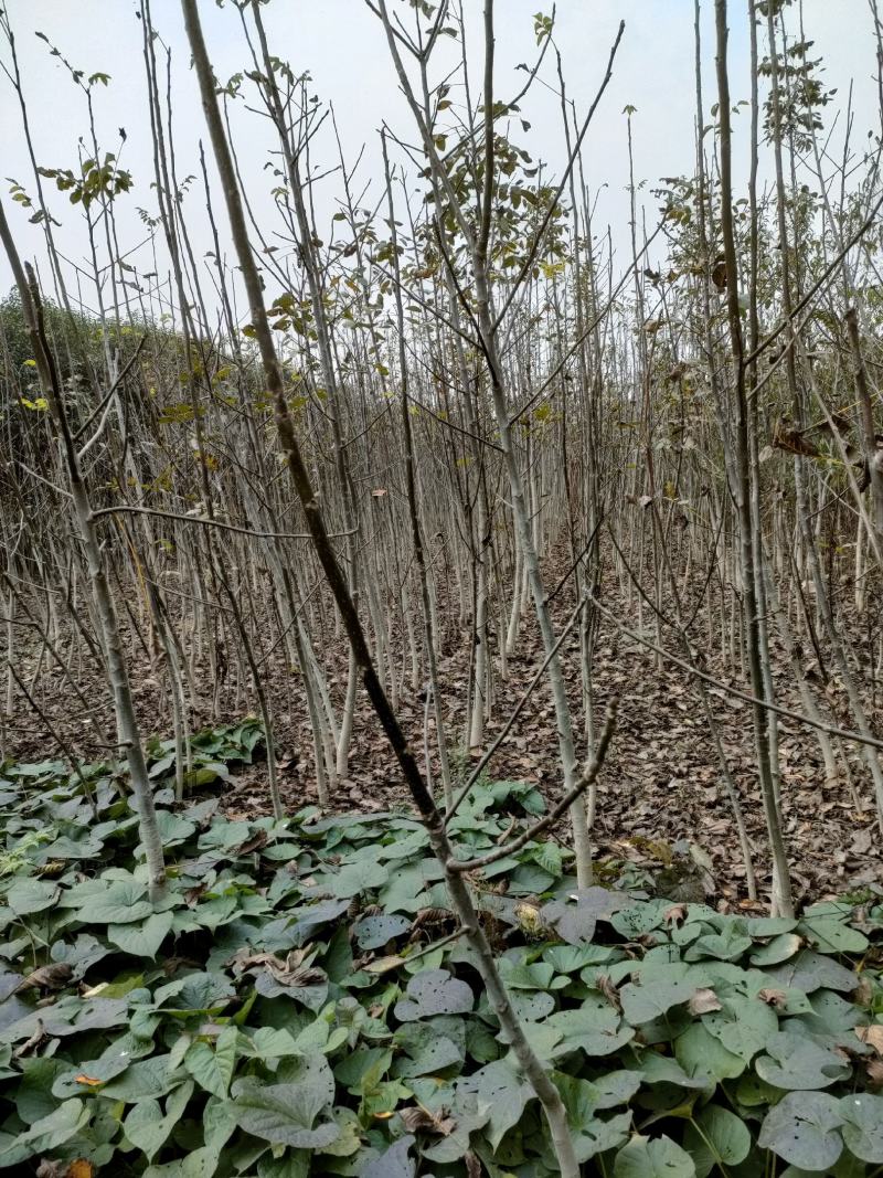 河南鑫源苗木基地长年大量供应核桃树1~8公分。