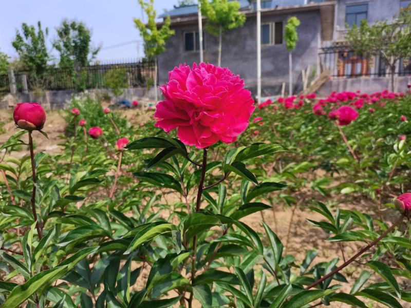 菏泽观赏芍药～火炼金丹/丽红/包对版/包邮