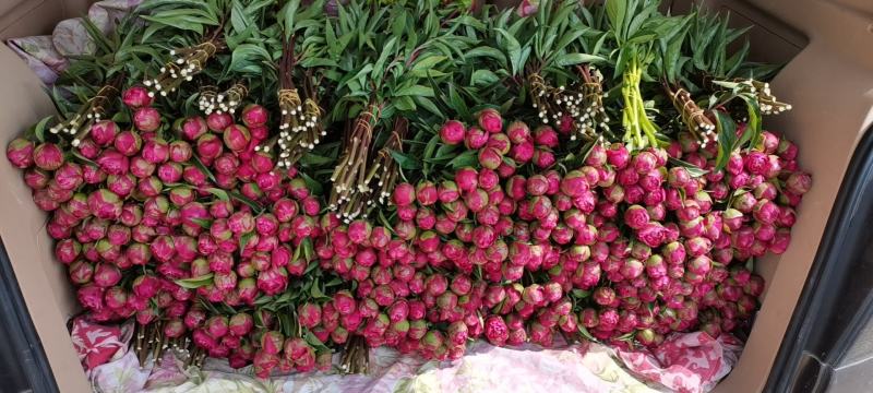 菏泽观赏芍药～火炼金丹/丽红/包对版/包邮
