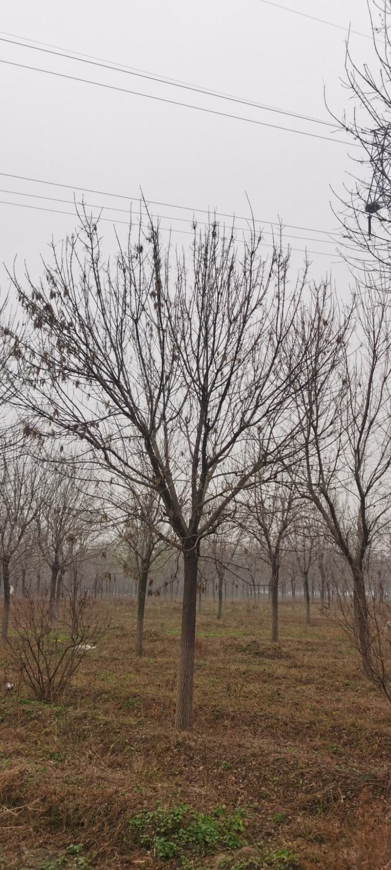 白蜡，速生白蜡，2-22公分的小叶白蜡