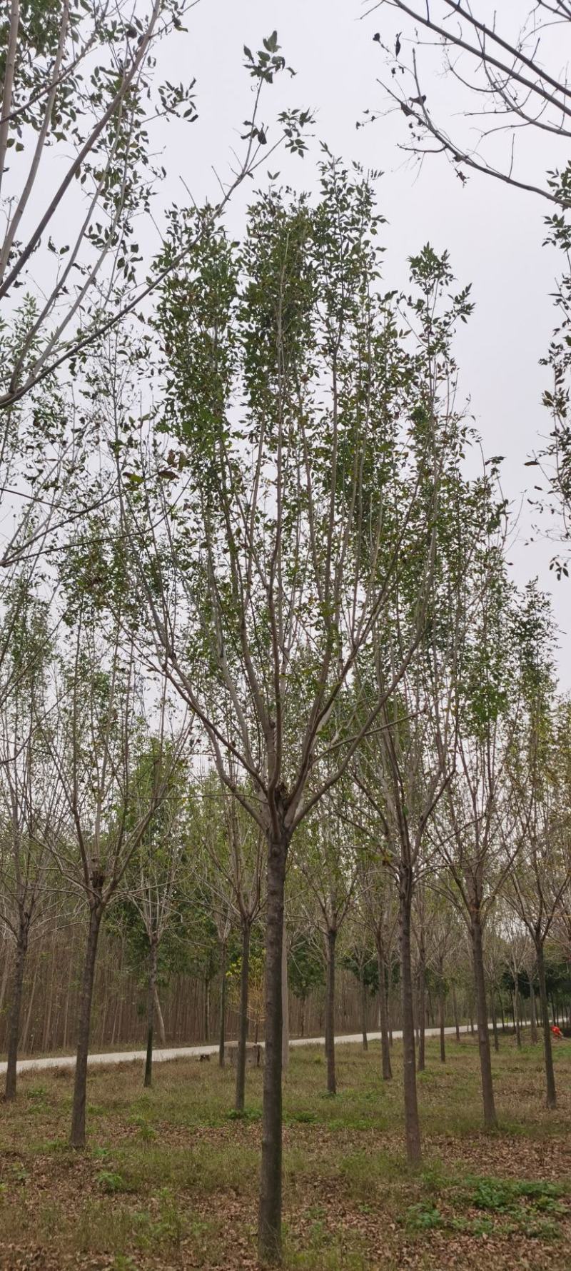 白蜡，速生白蜡，2-22公分的小叶白蜡