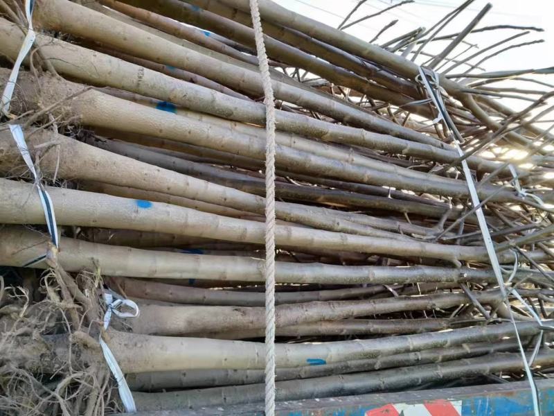 河南鑫源苗木基地长年大量供应核桃树1~8公分。