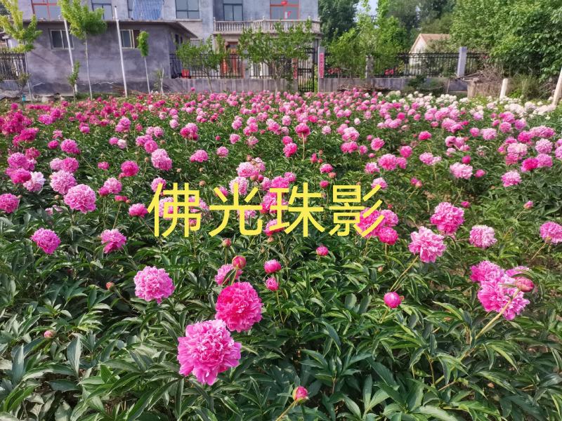 菏泽正宗观赏芍药～粉重楼/少女装/晴雯/包对版/包邮