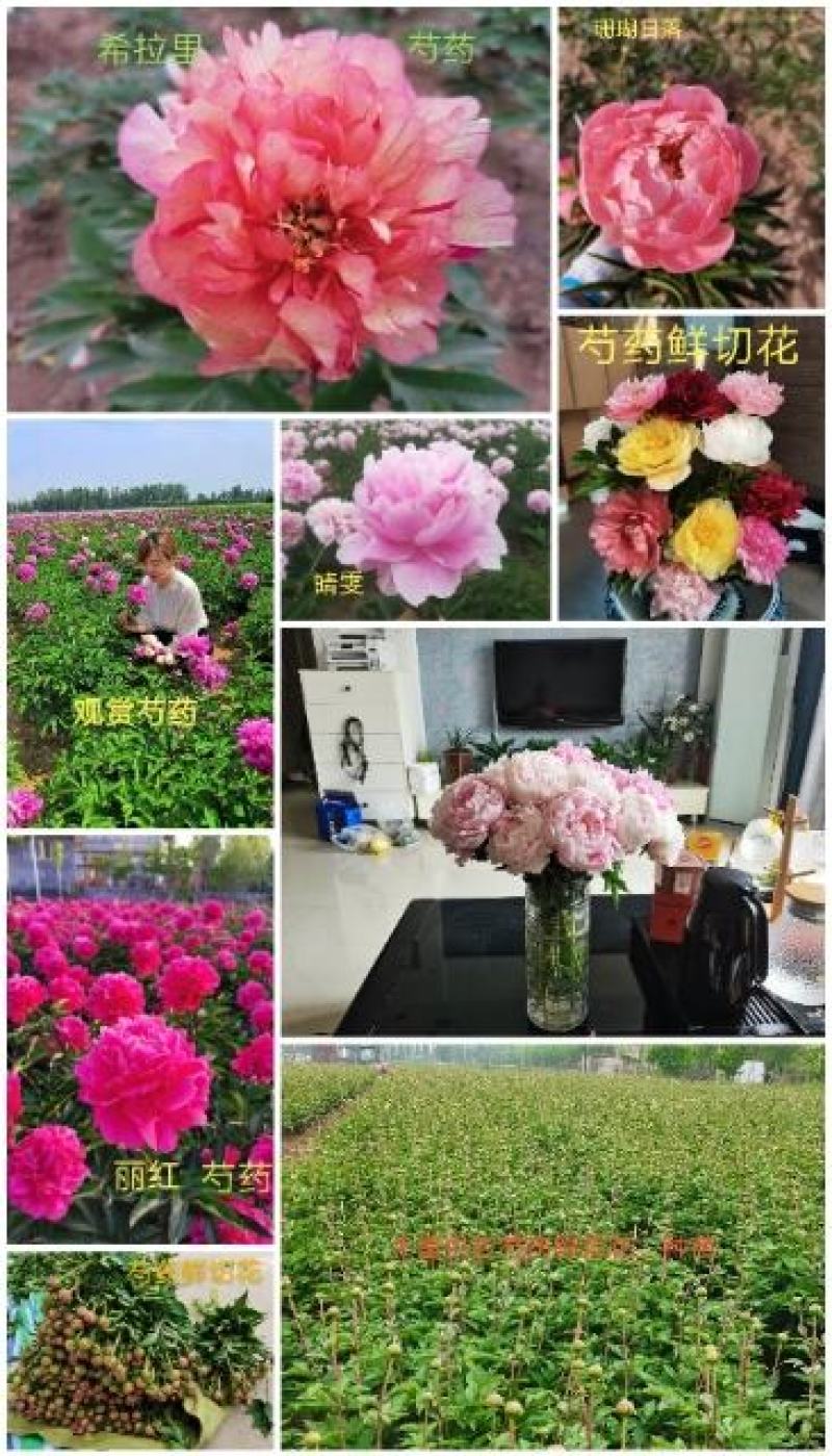菏泽正宗观赏芍药～粉重楼/少女装/晴雯/包对版/包邮