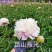 菏泽正宗观赏芍药～粉重楼/少女装/晴雯/包对版/包邮