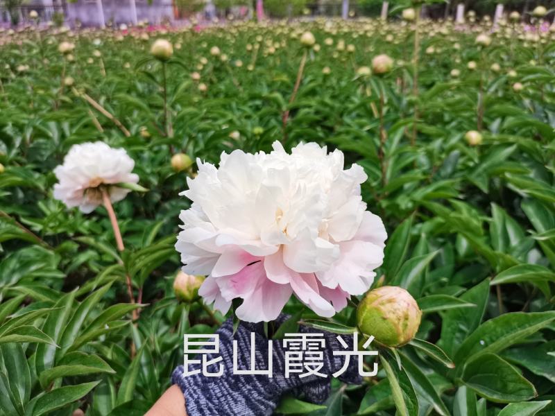 菏泽正宗观赏芍药～粉重楼/少女装/晴雯/包对版/包邮
